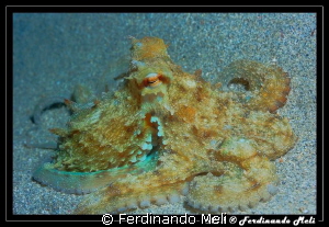 Octopus in HDR vision by Ferdinando Meli 